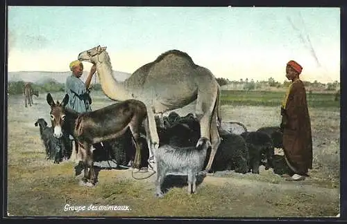 AK Groupe des animeaux, arabische Männer mit Kamel, Esel und Ziegen
