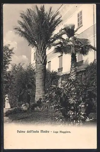 AK Isola Madre, Palme mit Besuchern, Lago Maggiore