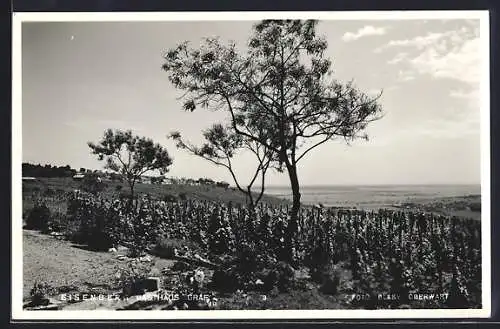 AK Eisenberg, Gasthaus Graf, Weinberg