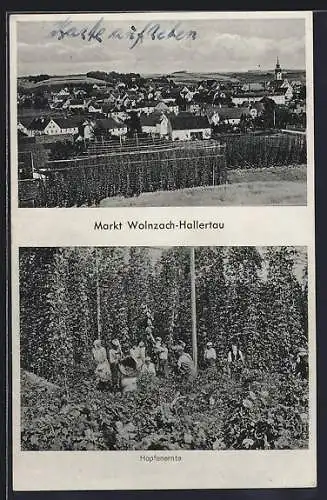 AK Wolnzach-Hallertau, Hopfenernte und Totalansicht