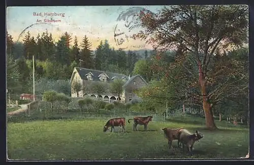 AK Bad Harzburg, Hotel am Silberborn mit Kühen