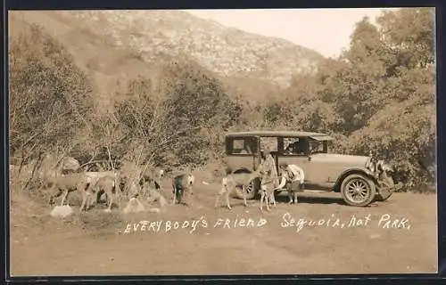 AK Sequoia National Park, CA, Reisende mit Auto füttern Rotwild