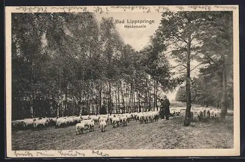 AK Bad Lippspringe, Schäfer mit einer Herde Schafe in der Heide