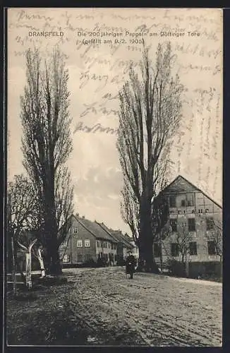 AK Dransfeld, 200 jährige Pappeln am Göttinger Tor