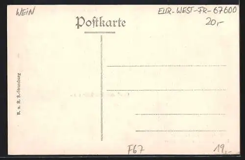 AK Kinzheim i. Els., Gasthaus zum Rebstock v. Eug. Egelé, Panorama