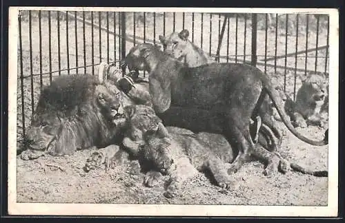AK Dresseur inmitten des Löwenrudels