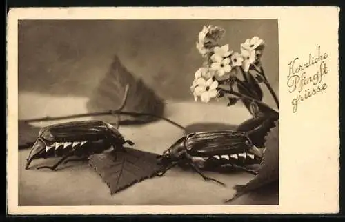 AK Zwei Maikäfer an einem Zweig mit Blüten, Pfingstgruss