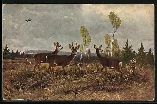 Künstler-AK M. Müller jun.: Rehe auf einer Wiese im Morgengrauen