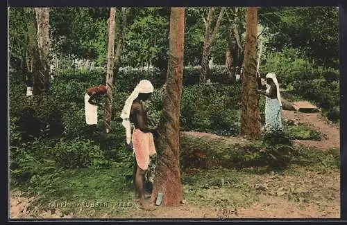 AK Ceylon, Indigenous men tapping rubber trees