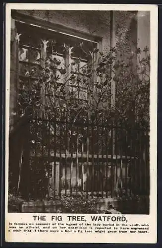 AK Watford, The Fig Tree