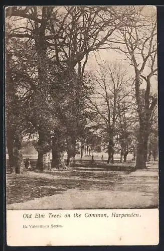 AK Harpenden, Old Elm Trees on the Common