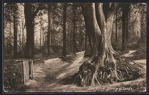 AK Dorking, Glory Woods
