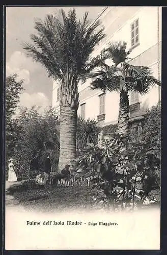 AK Isola Madre, Palme