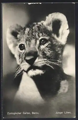 AK Berlin, Zoologischer Garten, Junger Löwe
