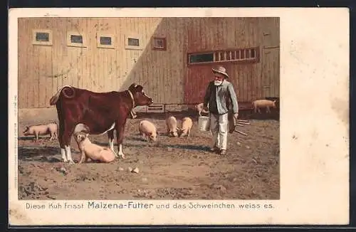 AK Ferkel, das an einer Kuh säugt, Reklame für Maizena-Futter