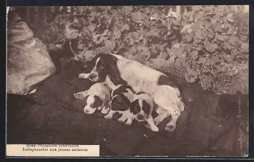 AK Baby-Phospate veterinaire, Indispensable aux jeunes animeux, Hund mit Welpen