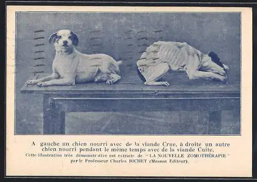 AK Reklame La Nouvelle Zomothérapie, A gauche chien nourri avec de la viande Crue