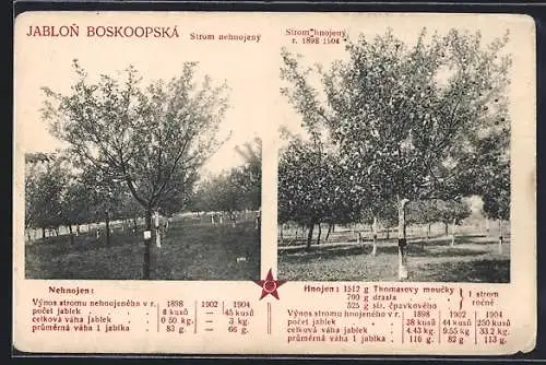 AK Reklame Dünger von Jablon Boskoopska, Bäume vorher und Nachher