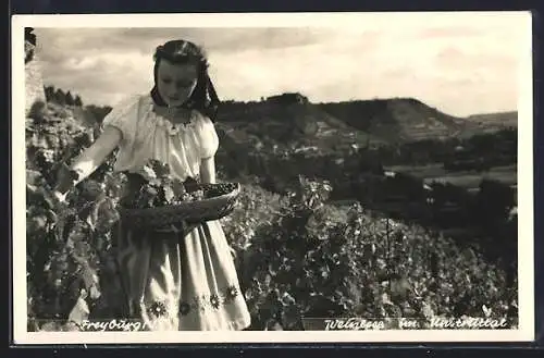 AK Freyburg, Motiv bei der Traubenernte