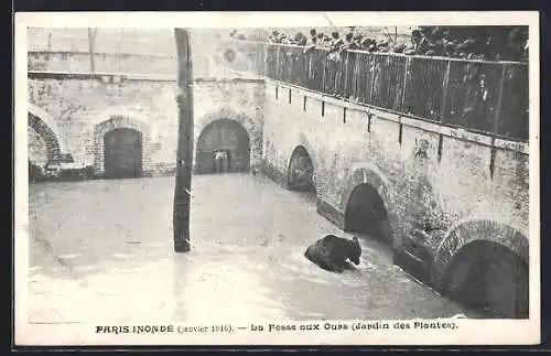 AK Paris, Inondation 1910, Le Fosse aux Ours (Jardin des Plantes)