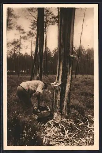 AK Guyenne-Gascogne, Récolte de la Gemme