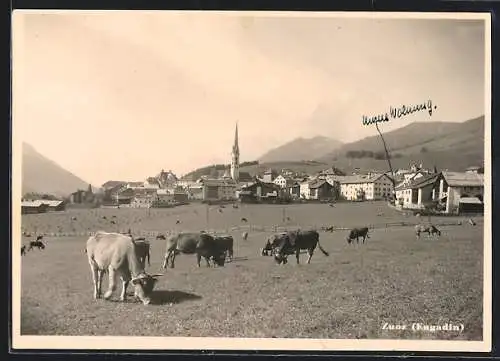 AK Zuoz /Engadin, Weidende Rinder vor der Stadt