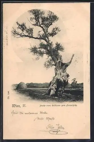 AK Wien, Idylle vom Lusthaus zum Praterspitz