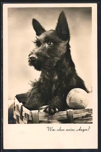 AK Was sehen meine Augen, Terrier schaut aus einem Korb