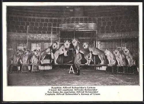 AK Kapitän Alfred Schneider mit seinen Löwen in der Manege