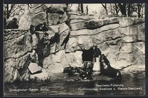 AK Berlin, Zoologischer Garten, Seelöwen-Fütterung (Californischer Seelöwe und Riesen-Seelöwe)