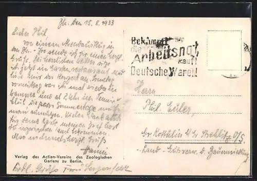AK Berlin, Zoologischer Garten, Seelöwen-Fütterung (Californischer Seelöwe und Riesen-Seelöwe)