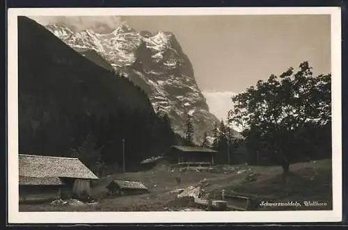 AK Meiringen, Schwarzwaldalp, Blick zum Wellhorn