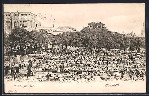 AK Norwich, Cattle Market