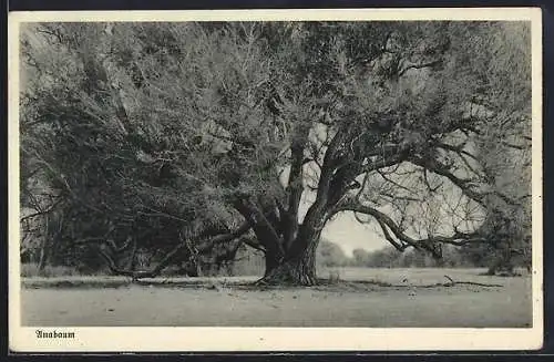 AK Deutsch-Südwest-Afrika, Partie am Unabaum