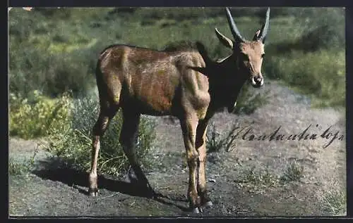 AK Junge Elenantilope in Deutsch-Südwest-Afrika