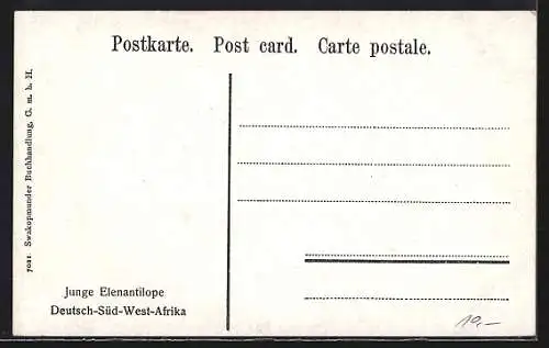 AK Junge Elenantilope in Deutsch-Südwest-Afrika