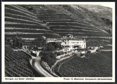 AK Campascio, Weingut La Gatta, propr. G. Mascioni & Cie.