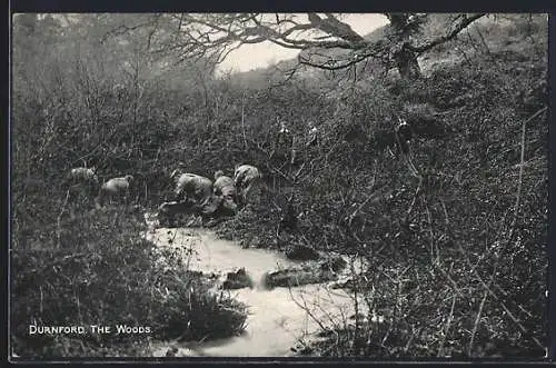 AK Durnford, The Woods