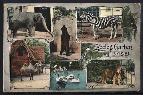 AK Basel, Zoologischer Garten mit Elefant, Zebra, Puma, Bär und Kamel