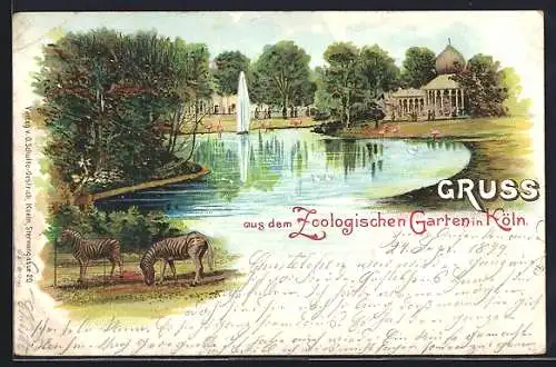 Lithographie Köln, Zoologischer Garten, Zebra's