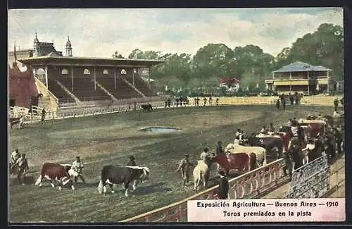 AK Buenos Aires, Exposicion Agricultura 1910, Toros premiados en la pista