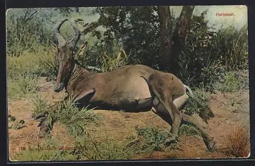 AK Deutsch-Südwest-Afrika, Kuhantilope liegt unter einem Baum