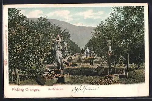 AK So. California, Picking Oranges, Orangenpflücker