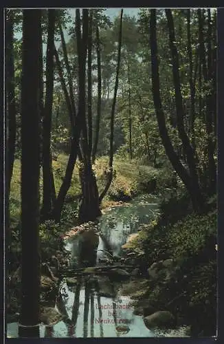 AK Neukuhren, Lachsbach im Wald