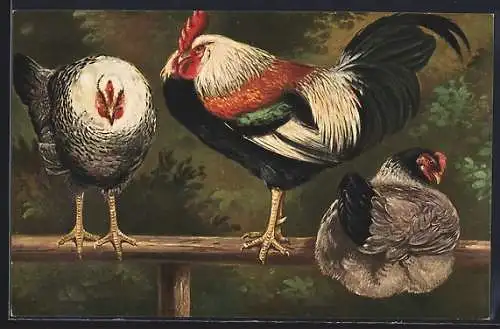 AK Hahn mit zwei Hennen auf einem Zaun