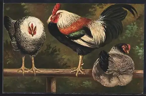 AK Hahn und zwei Hennen auf einem Zaun