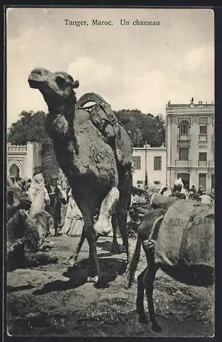 AK Tanger, Stehendes und liegendes Kamel vor Gebäuden