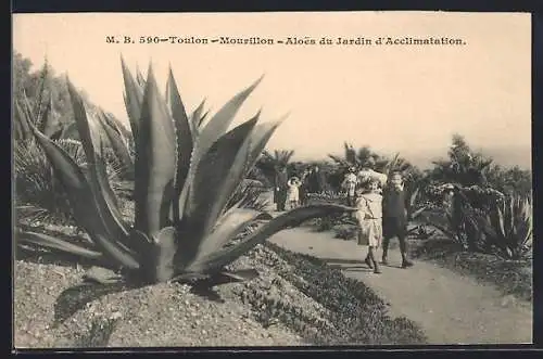 AK Toulon, Aloès du Jardin d`Acclimatation