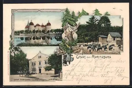 AK Moritzburg / Sachsen, Gasthof Au Bon Marche, Inh. R. Mäser, Schloss und Fütterung der Wildschweine