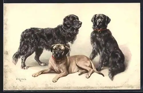Künstler-AK Carl Reichert: Drei ausgewachsene Labradore mit zotteligem Fell